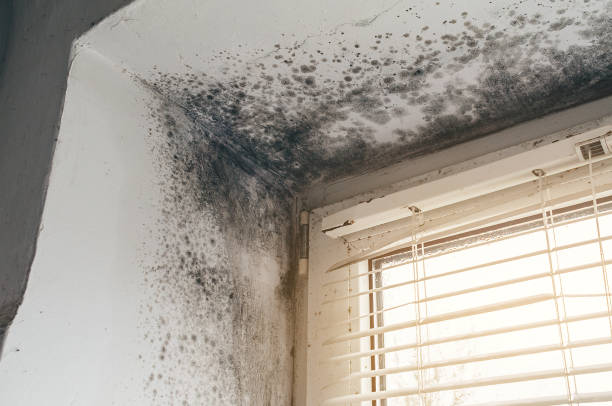 Affordable Mold Cleanup solutions in Kenmore, WA